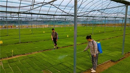 青阳 “一对一”结对帮带 水稻育秧更高效 技术推广服务